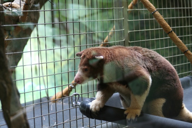 Matschie's Tree-kangaroo