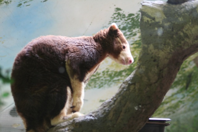 Matschie's Tree-kangaroo