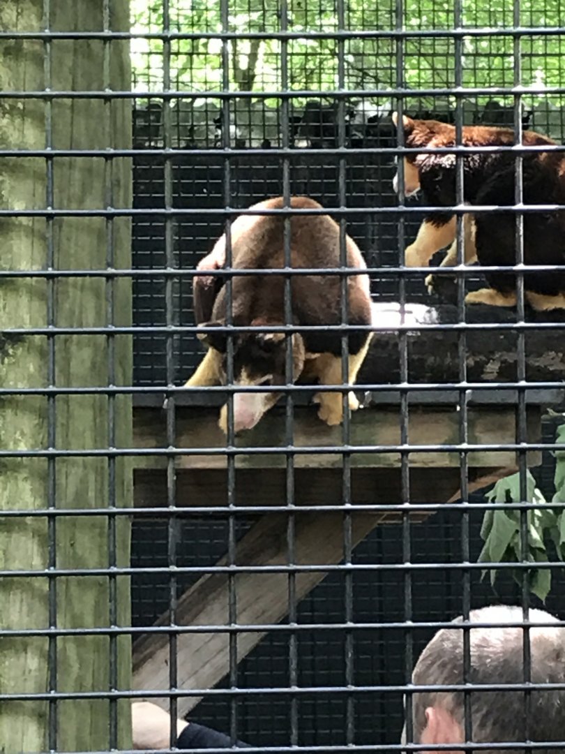 Matschie's tree kangaroos