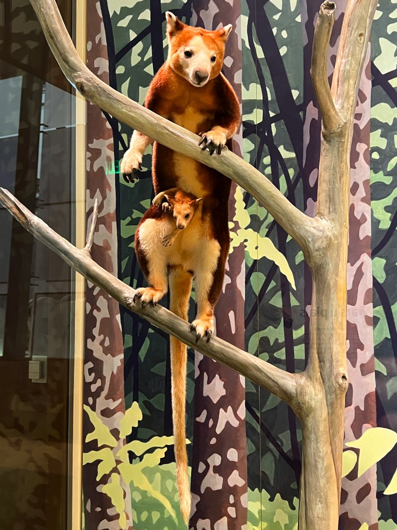 Matschie's Tree Kangaroos