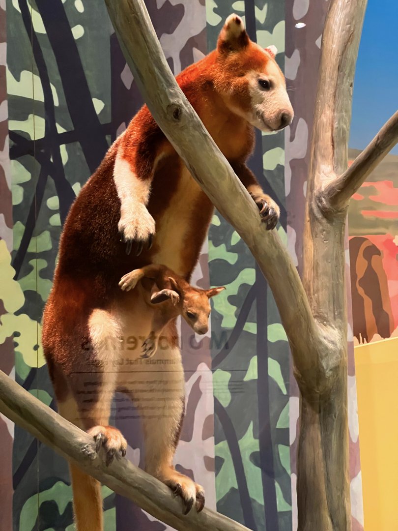 Matschie's Tree Kangaroos