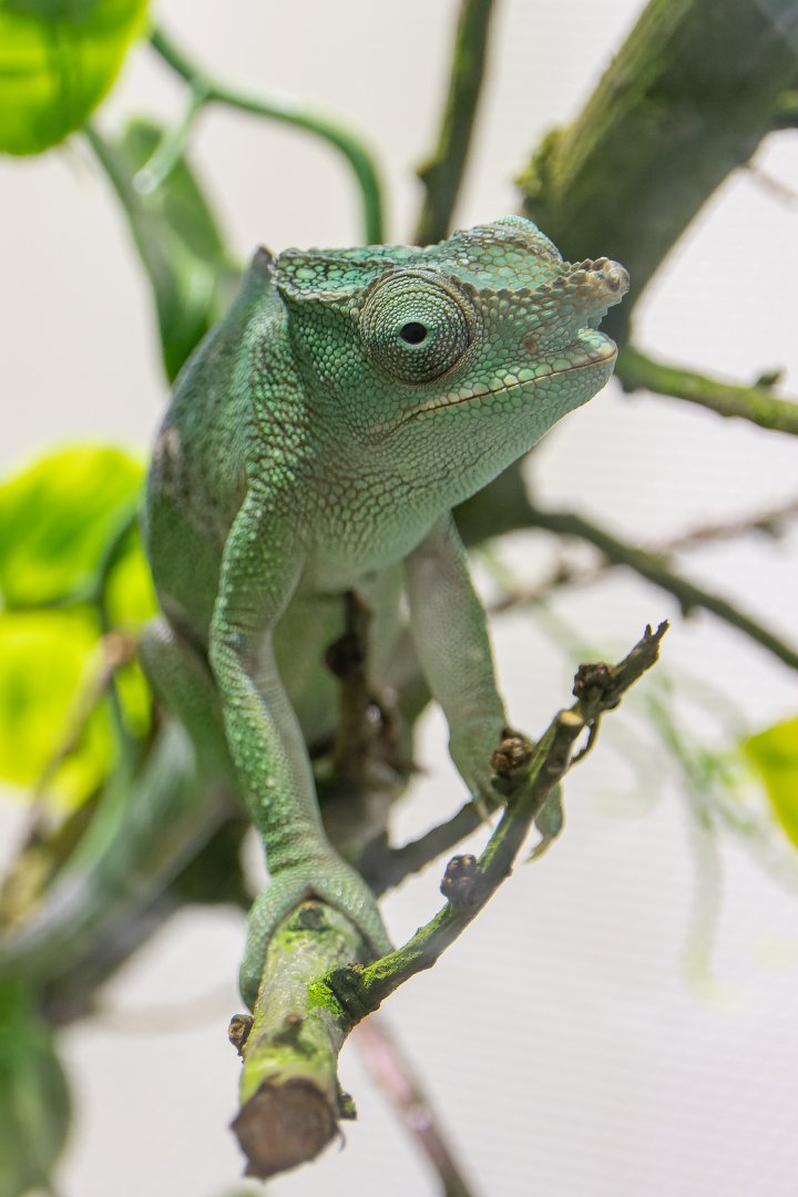 Matschie’s two-horned chamaeleon (Kinyongia matschiei) - only in Vienna!