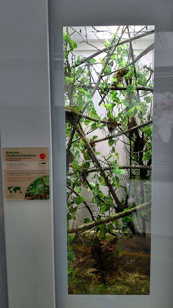 Matschie's two-horned chameleon exhibit