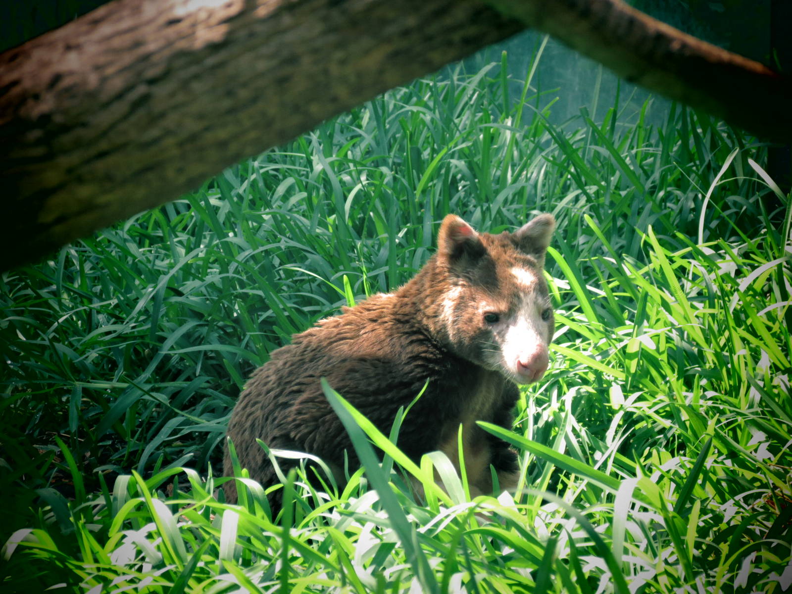 Matshies Tree Kangaroo