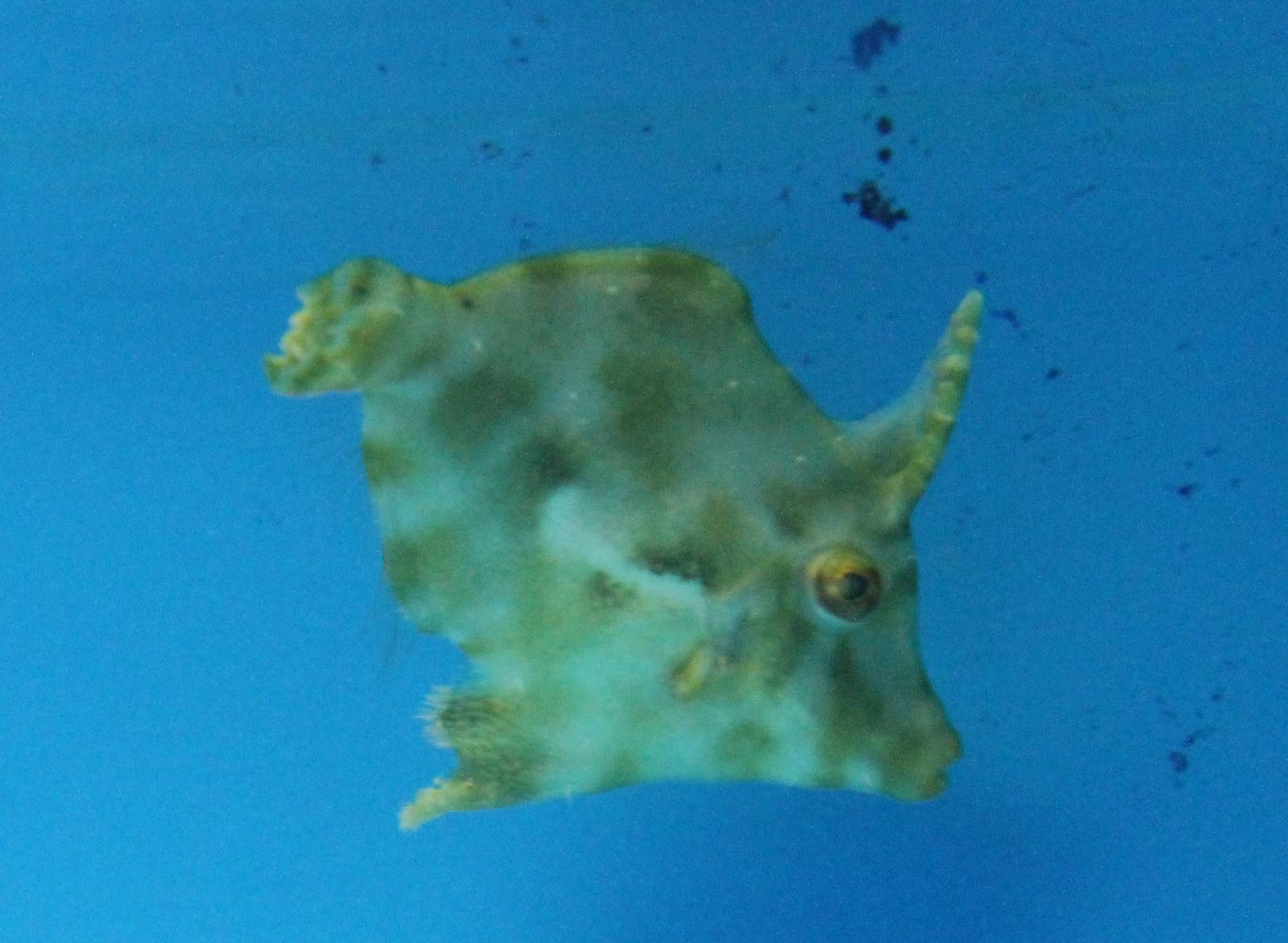 Matted filefish