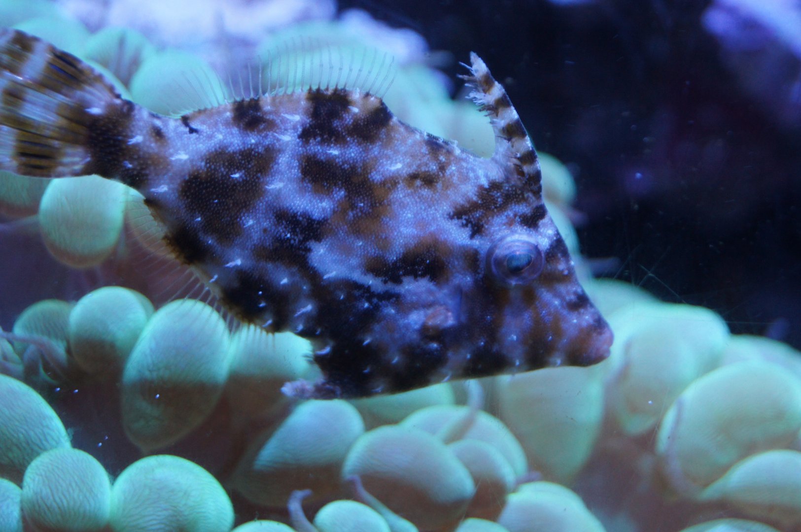 Matted Filefish