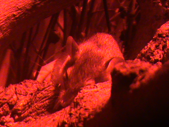 mattheys mouse 140911