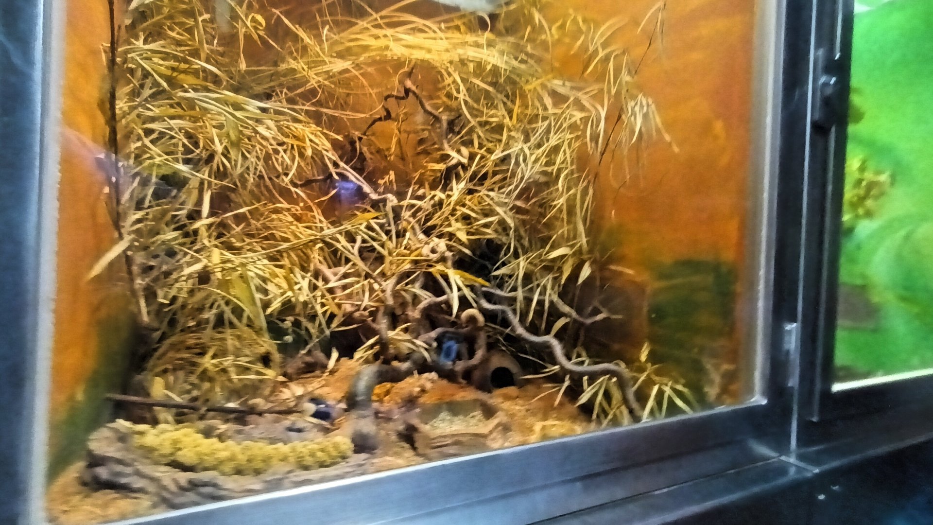 Mattheys Mouse Habitat