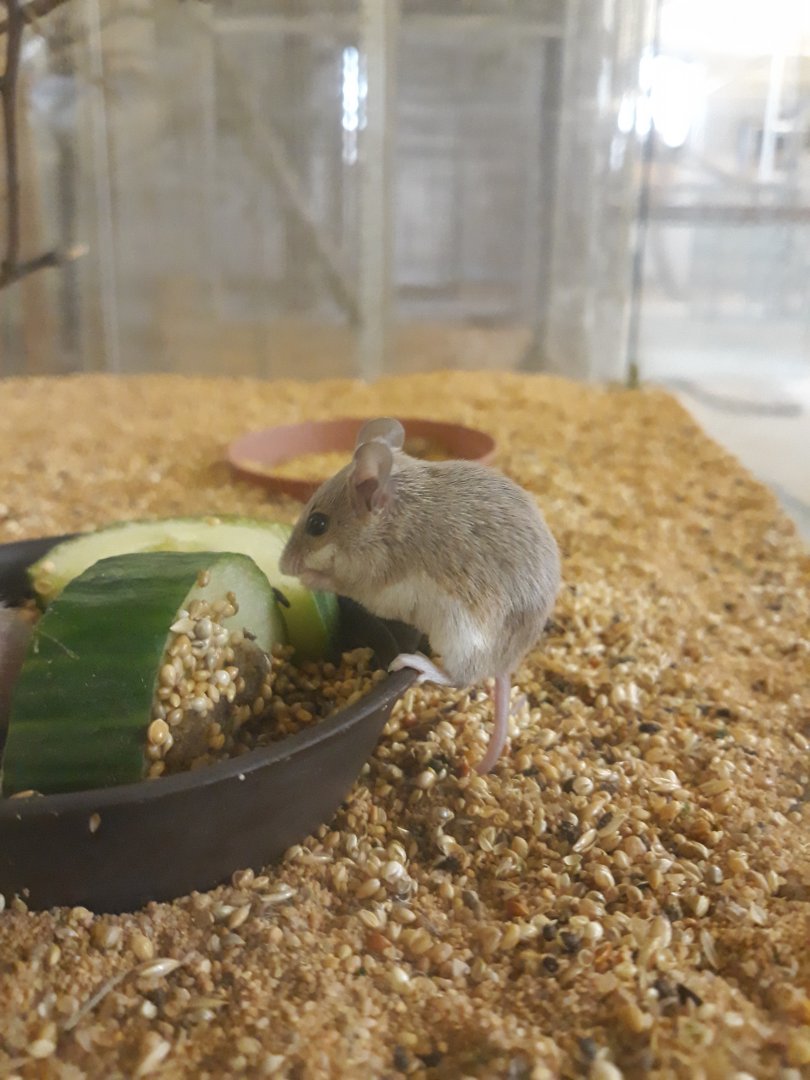 Matthey's Mouse (Mus mattheyi)