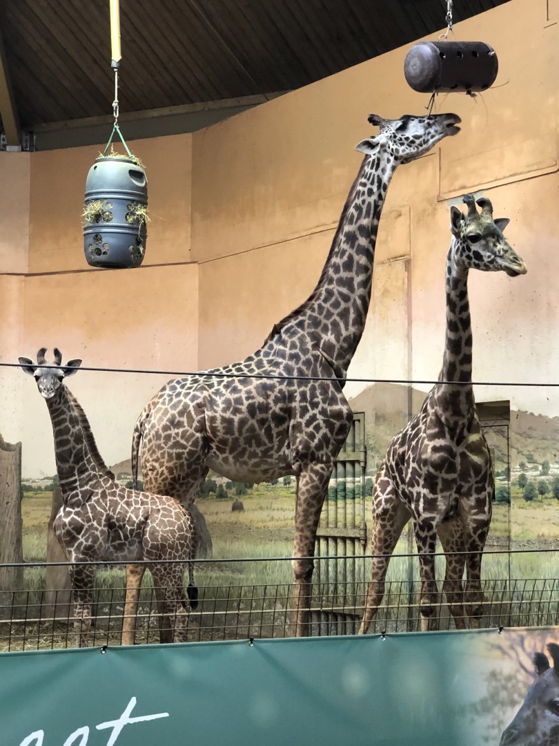 Matumaini, Amani and Mstari (L to R)