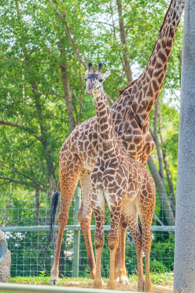 Matumaini the baby boy Masai Giraffe