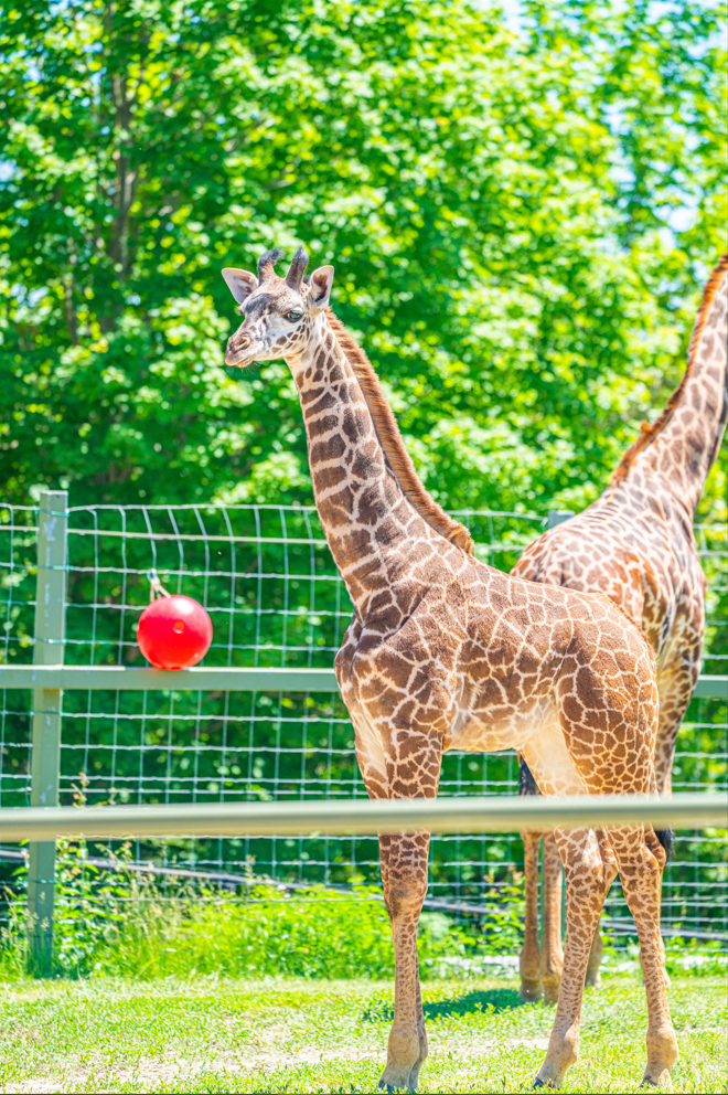 Matumaini the baby male Masai Giraffe