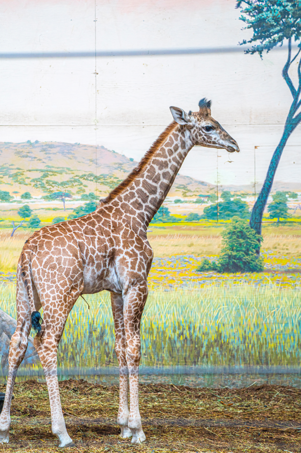 Matumaini the male baby Masai Giraffe