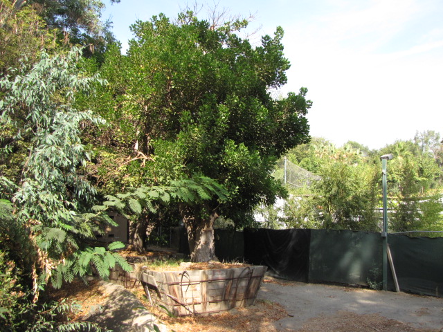 Mature Trees Near Gorilla Habitat Never Used