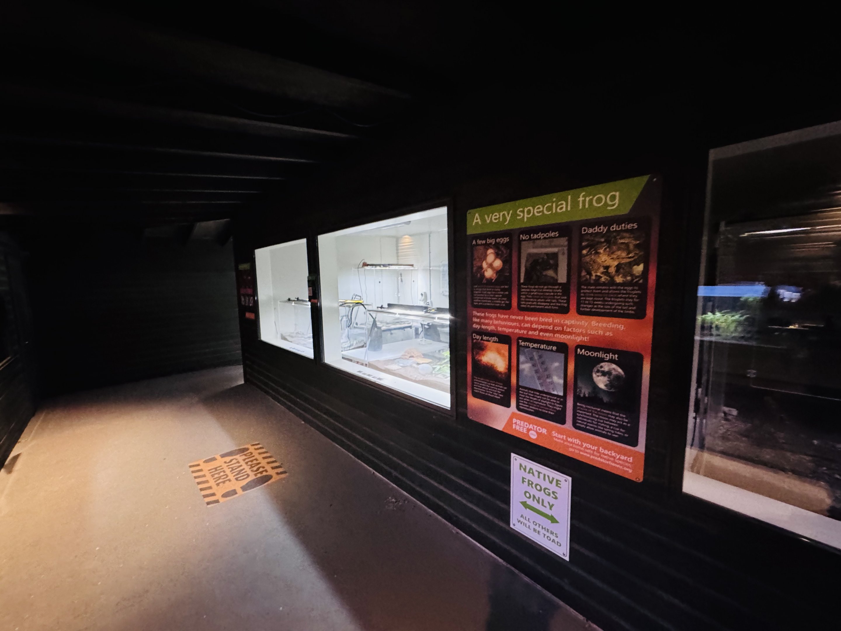 Maud Island Frog breeding display