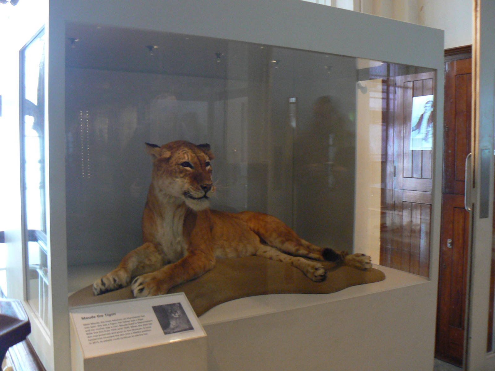 Maude the Tigon - 17 January 2016