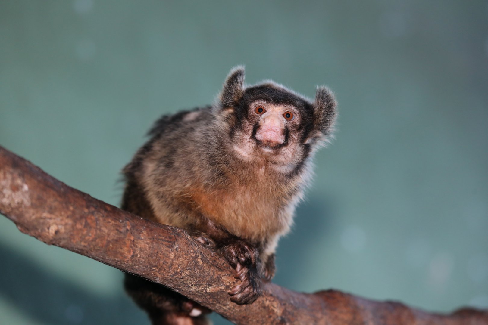 Maués Marmoset (Mico mauesi)