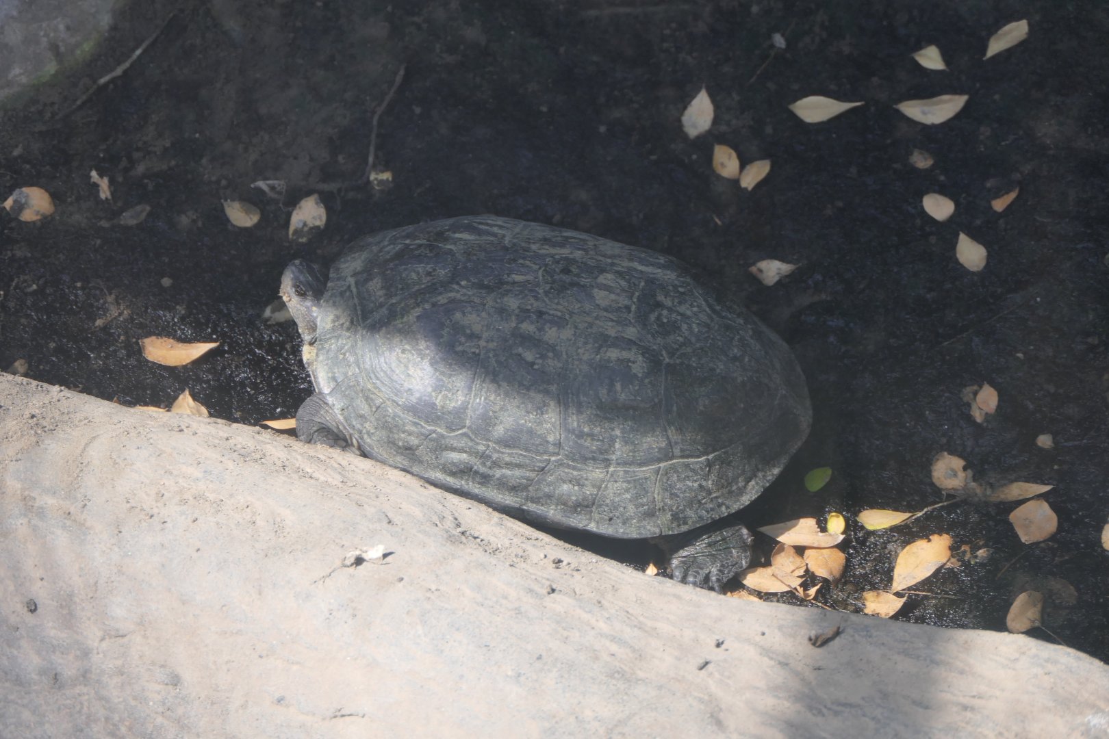 Mauremys annamensis or Melanochelys trijuga thermalis? Ueno Zoo