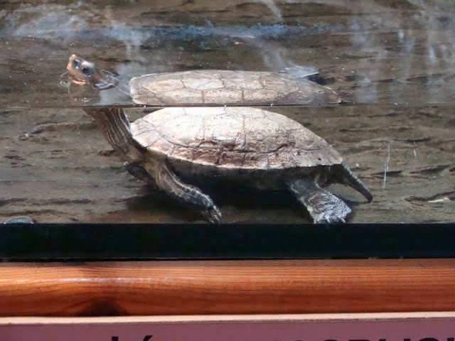 Mauremys caspica caspica