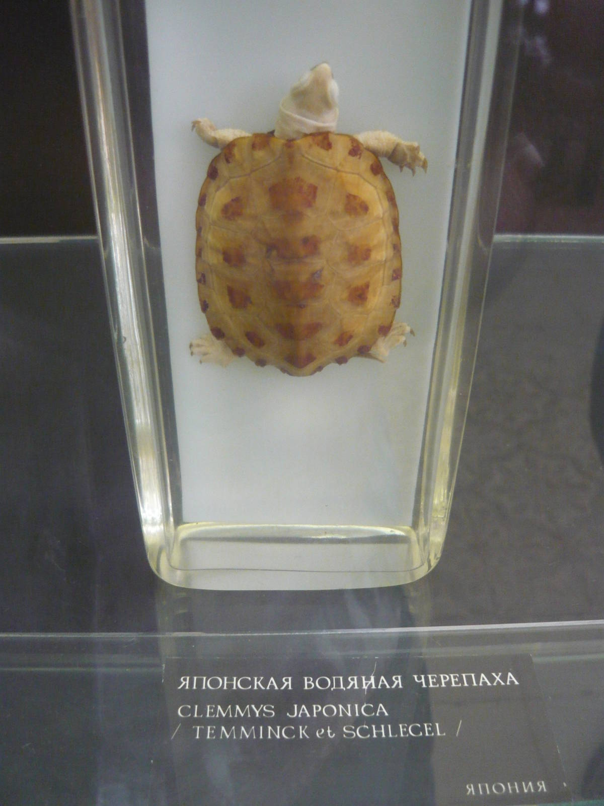 Mauremys japonica wet specimen