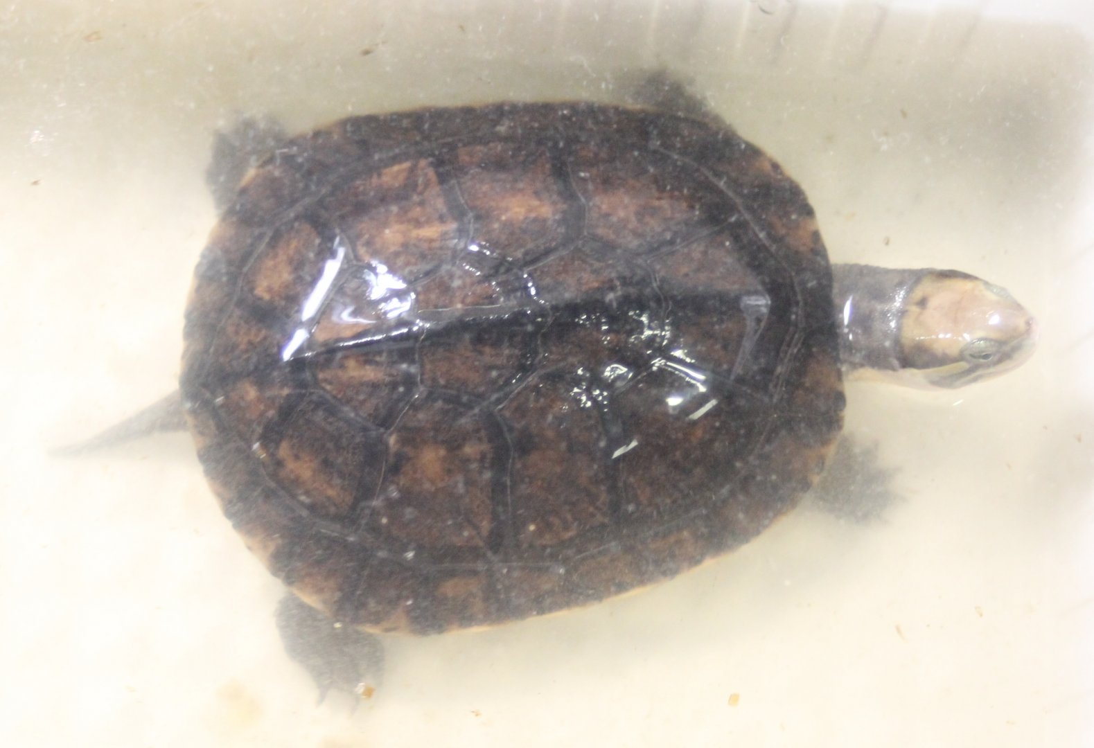 Mauremys mutica mutica