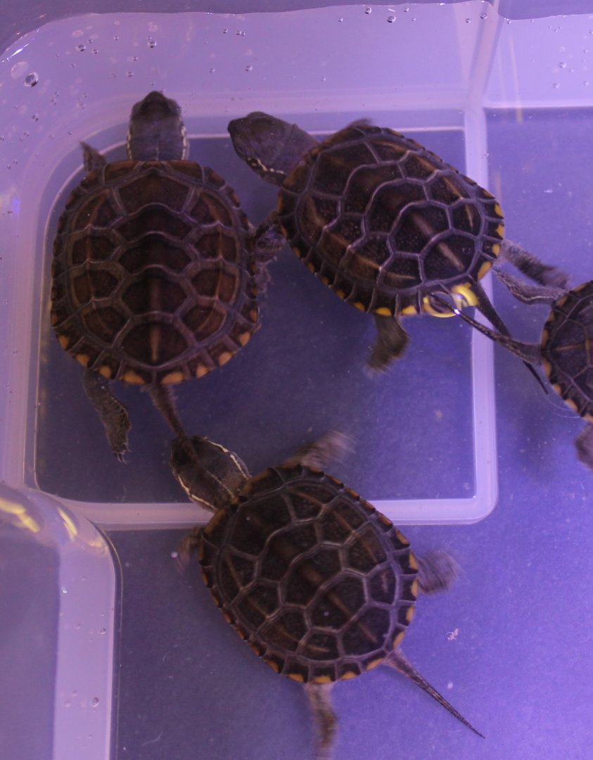 Mauremys reevesii