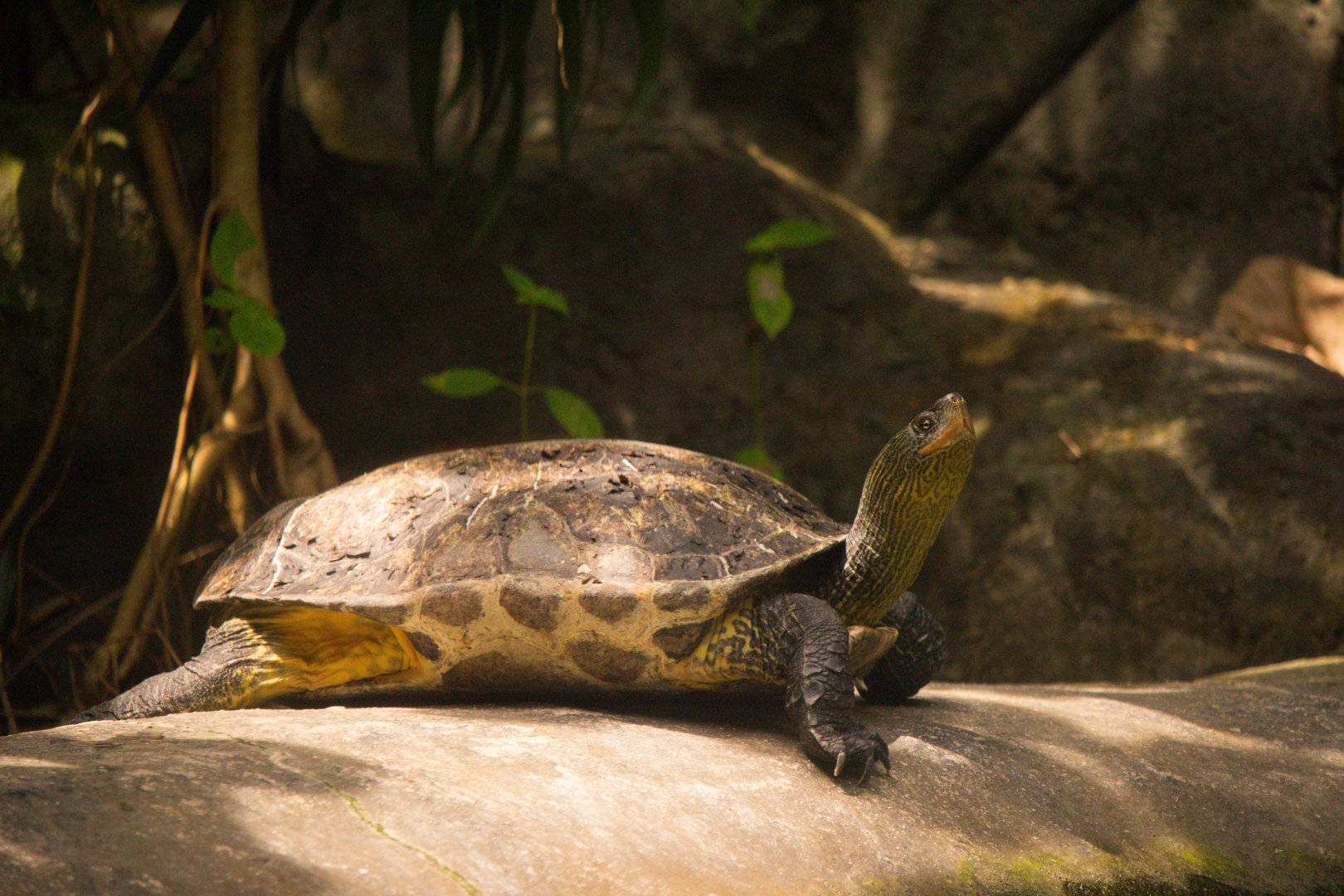 Mauremys sinensis / Golden-Thread Turtle