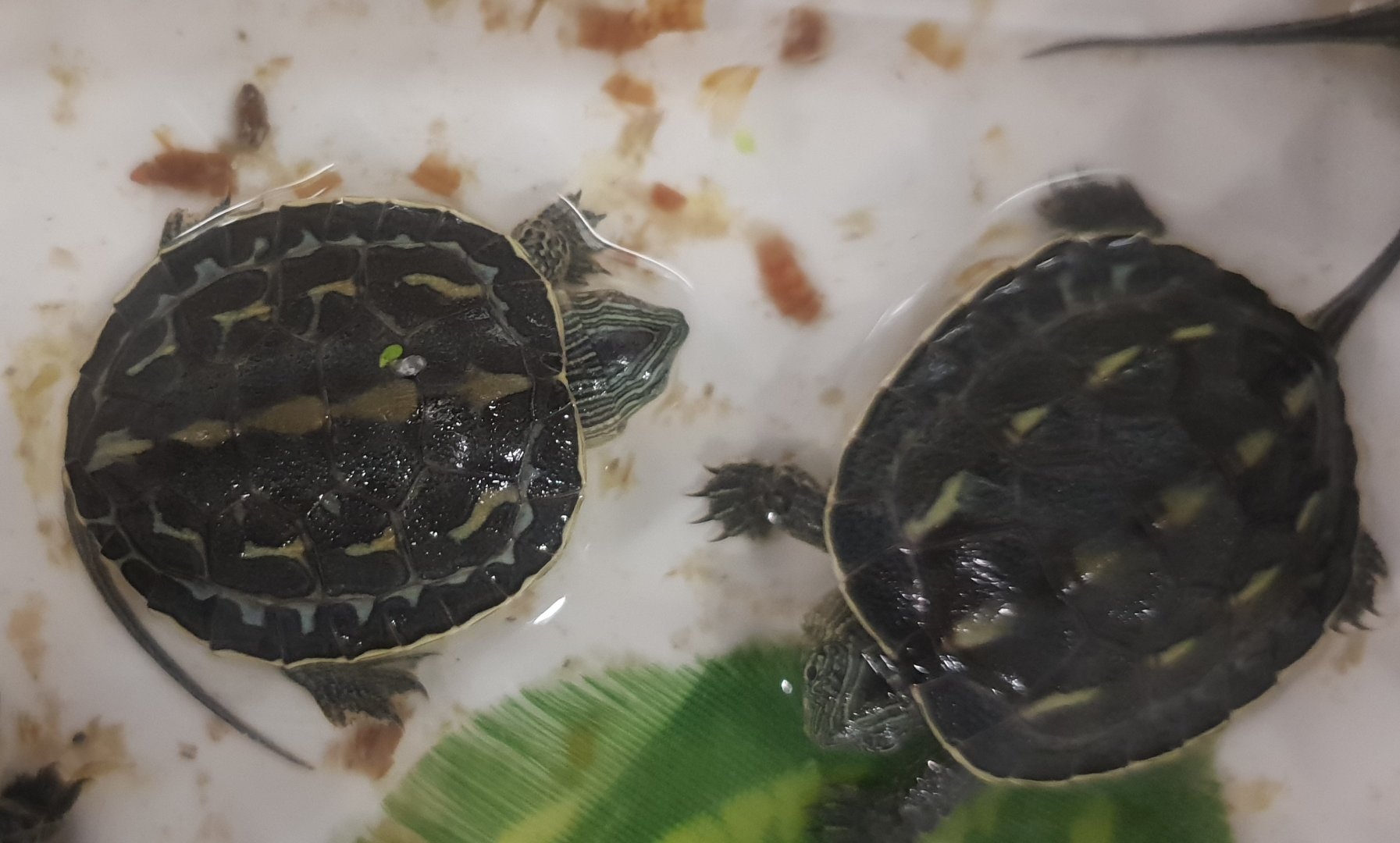 Mauremys sinensis - juveniles