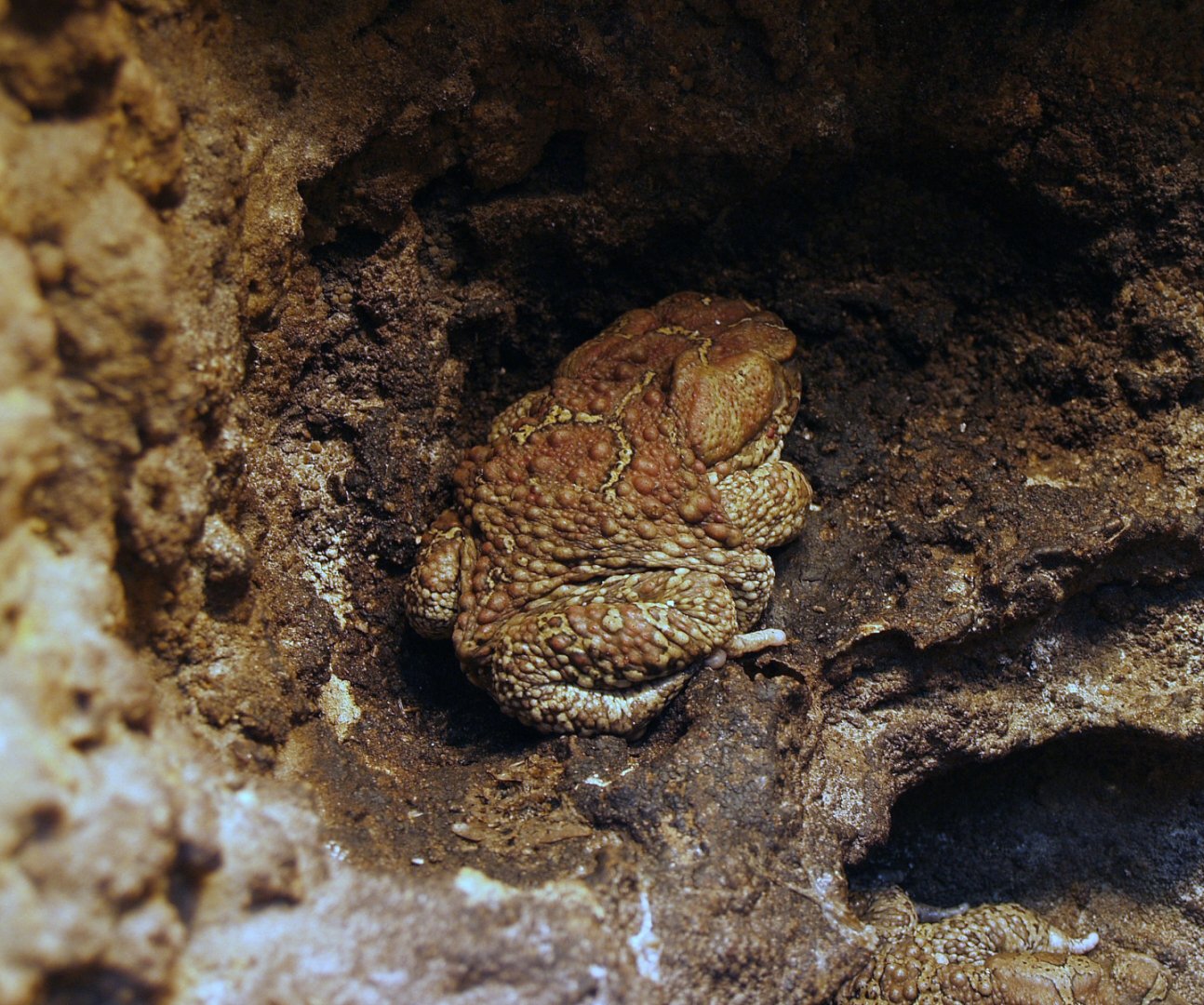 Mauretanian toad (Sclerophrys mauritanica), 2006-07-08
