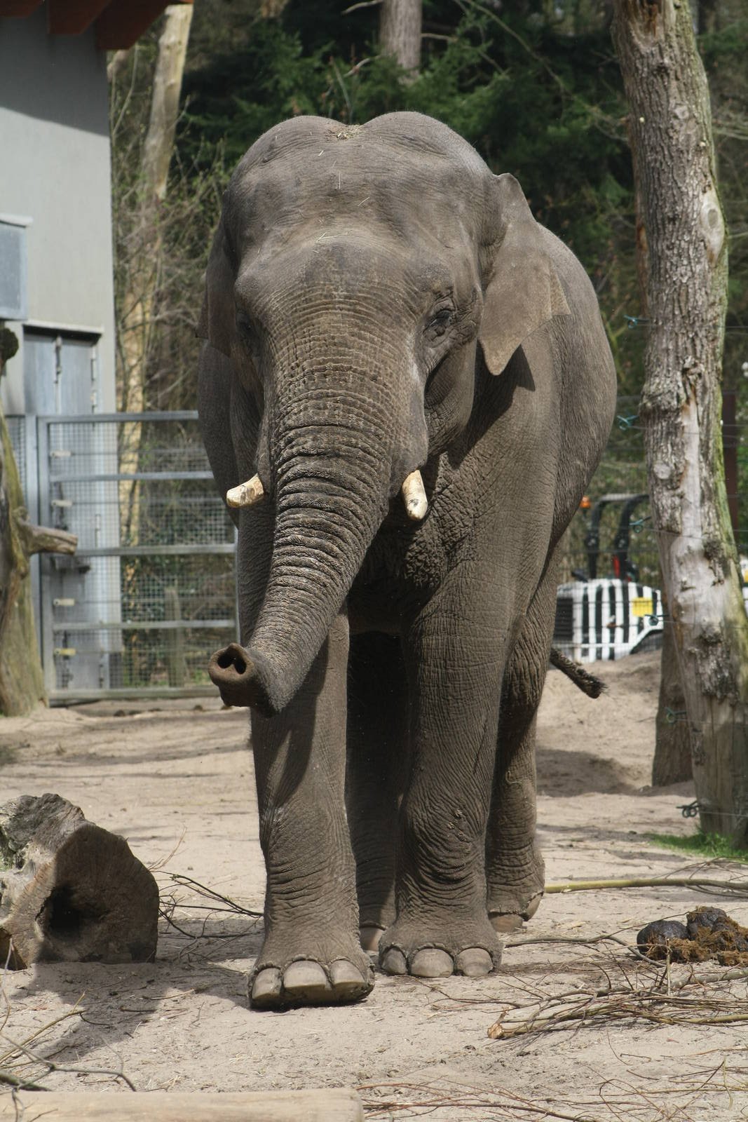 Maurice, Asian Elephant