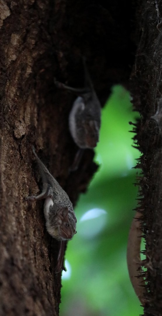 Mauritian tomb bat (Taphozous mauritianus)