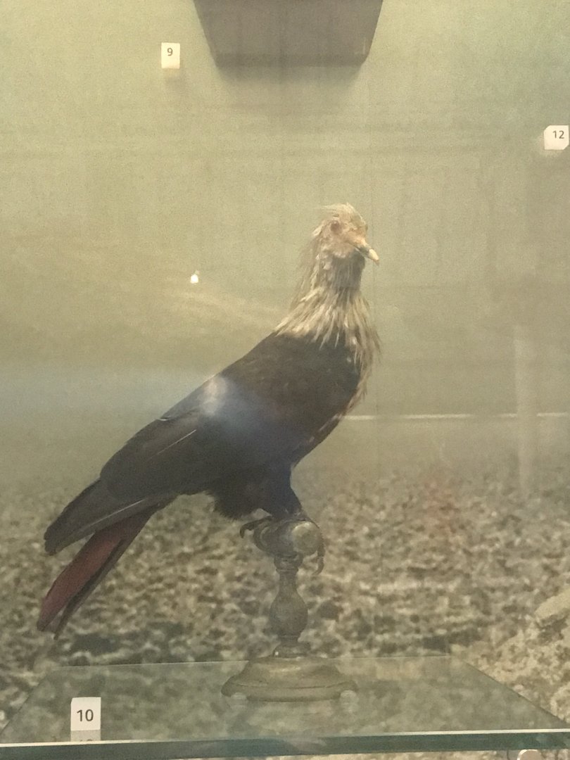 Mauritius blue pigeon