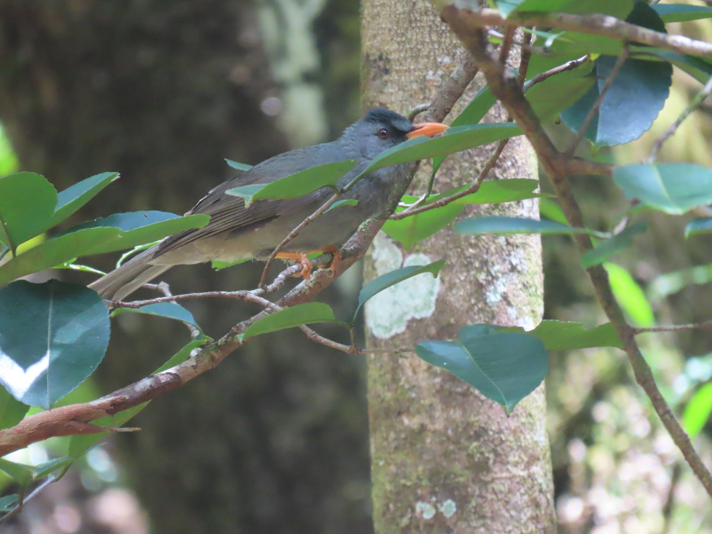 mauritius bullbyl feerney