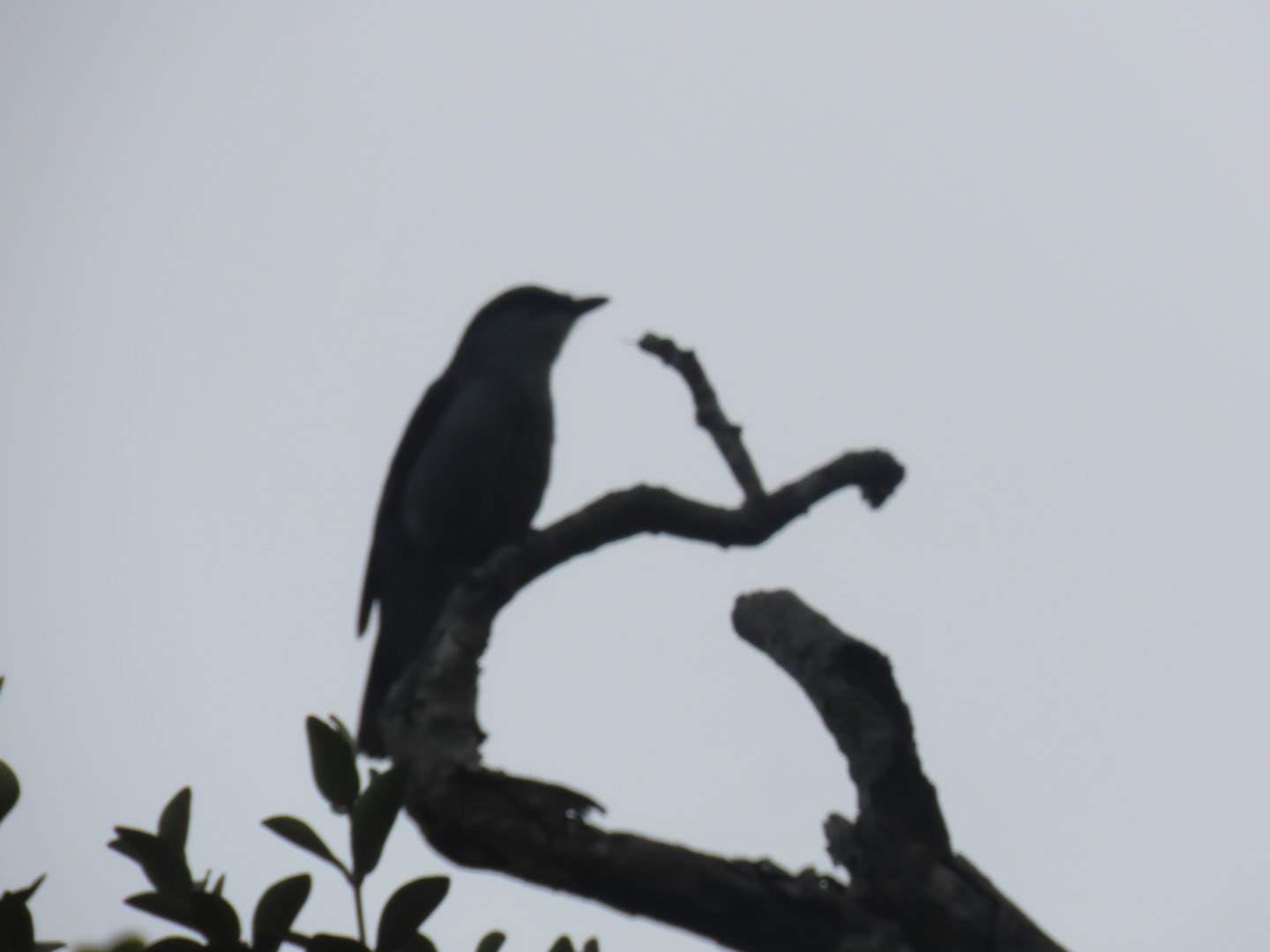 mauritius cuckooshrike black river national park