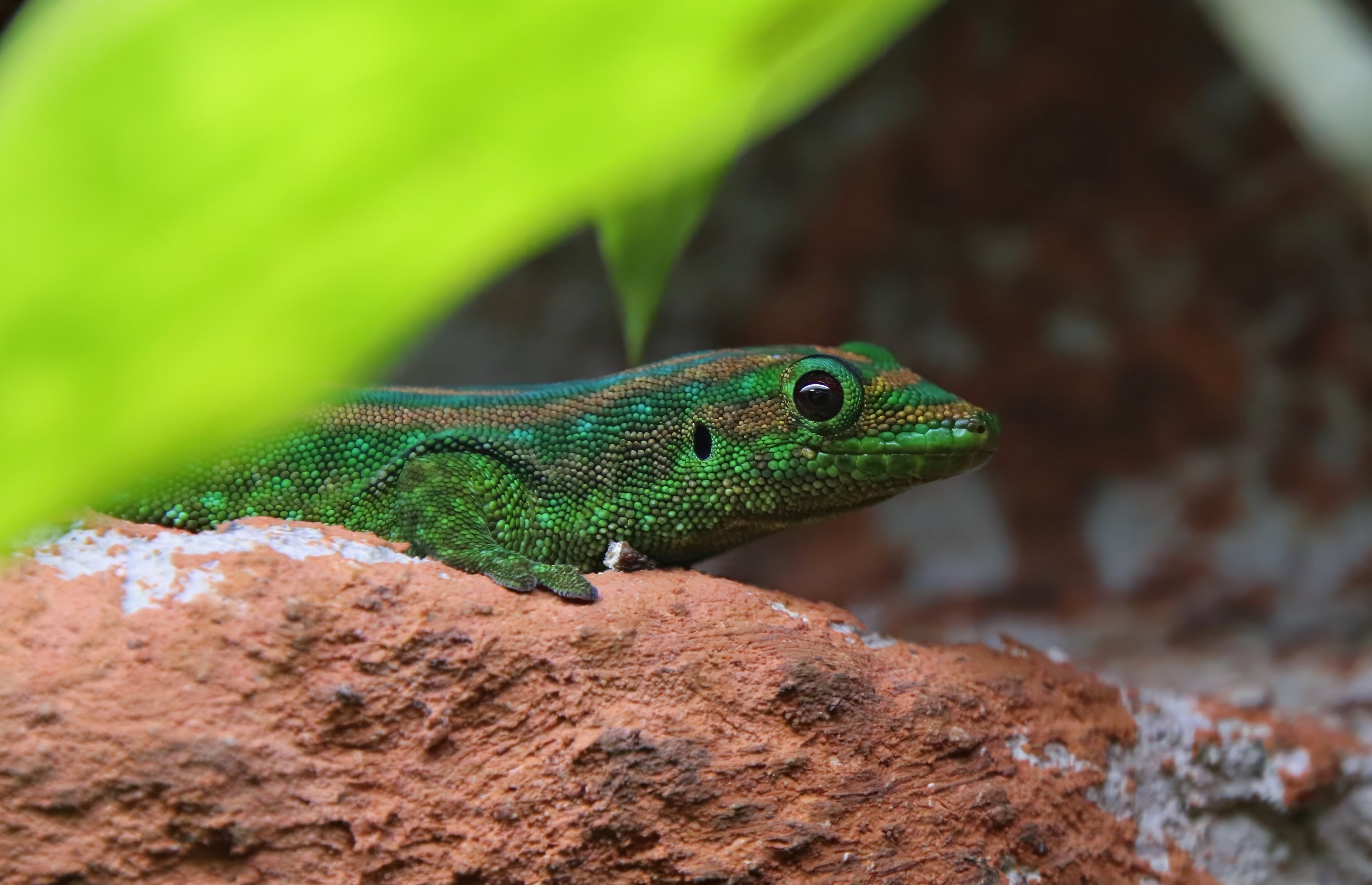 Mauritius day gecko (Phelsuma guimbeaui)
