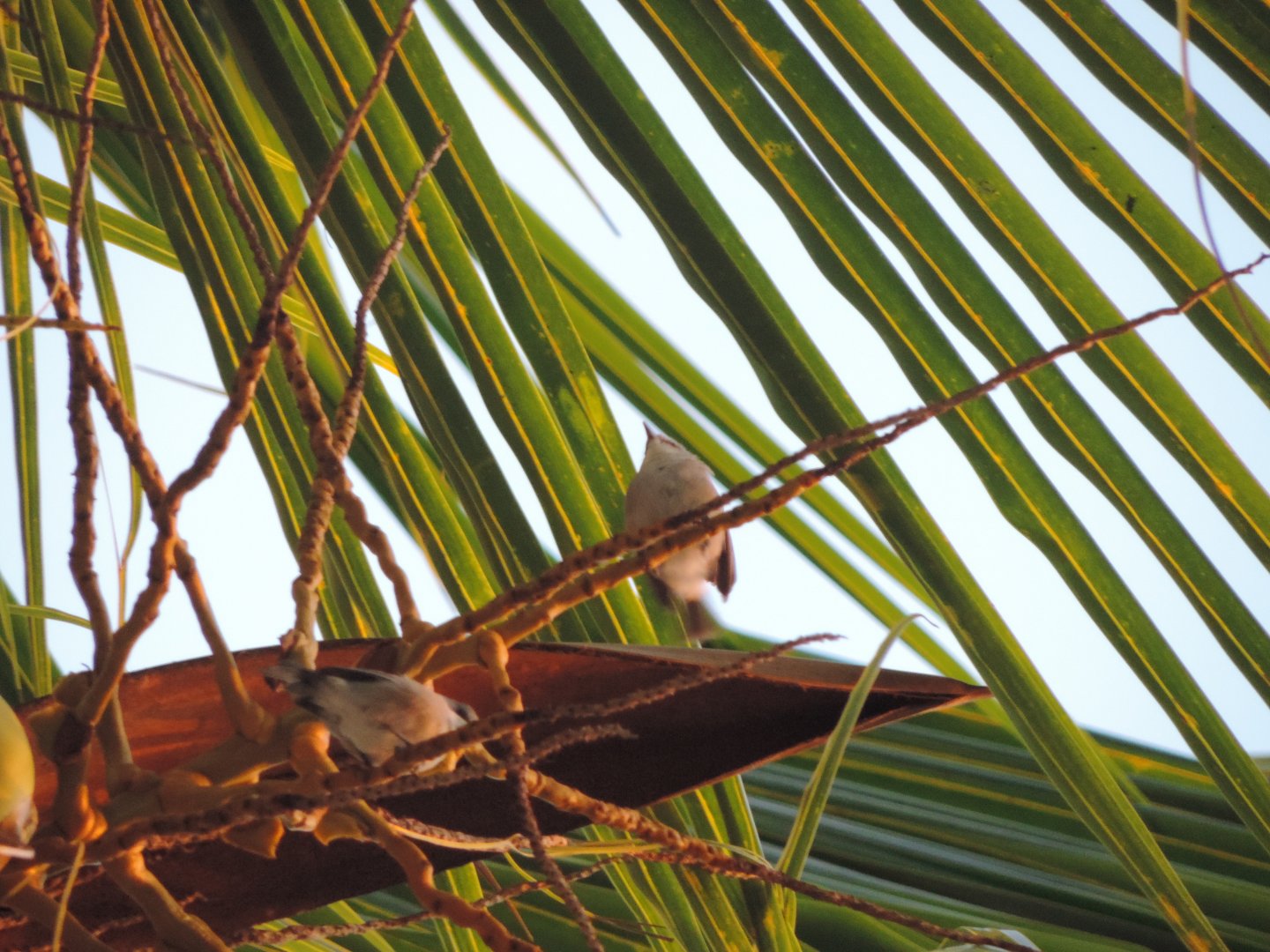 Mauritius grey white eye