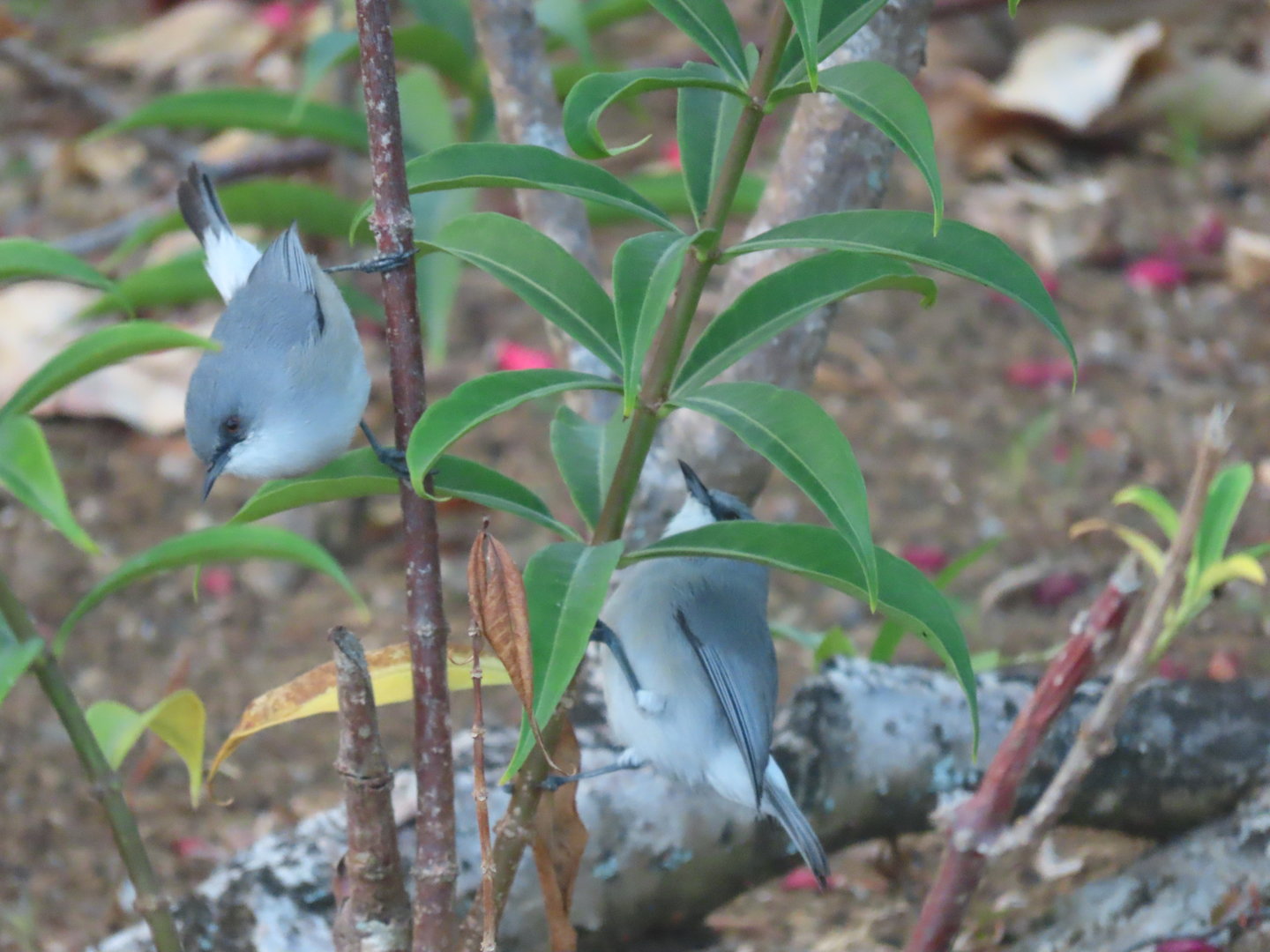 mauritius grey white eye