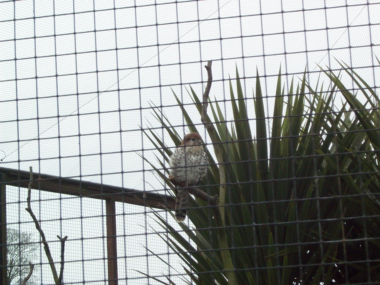 Mauritius Kestrel April 2000