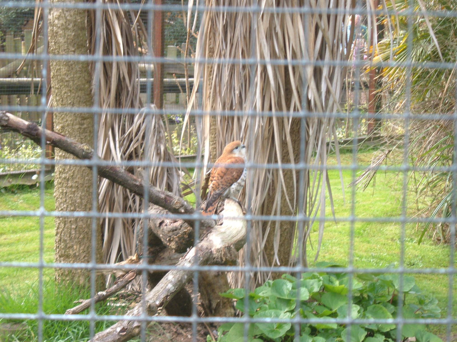 Mauritius Kestrel, Chester Zoo, 2006