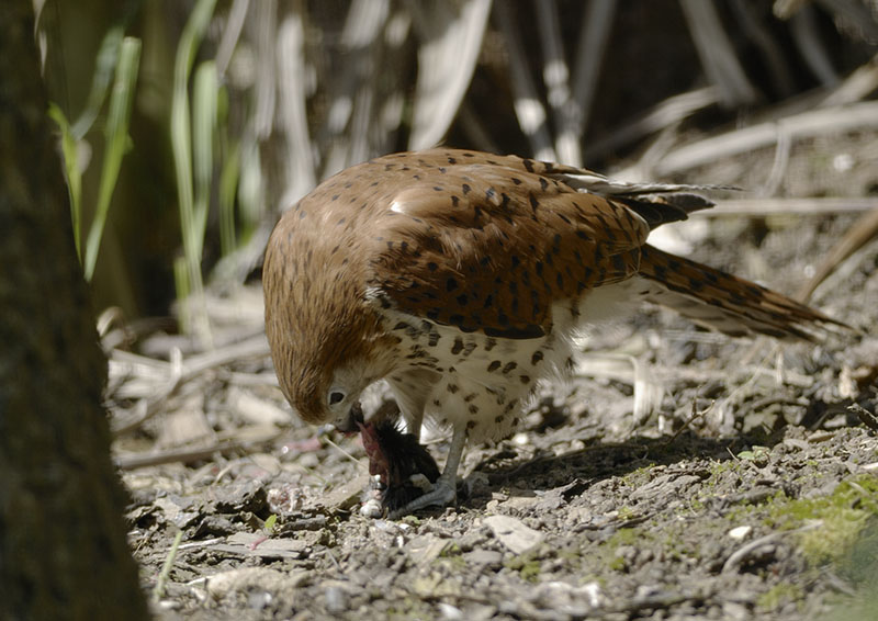 Mauritius kestrel feeding 2007