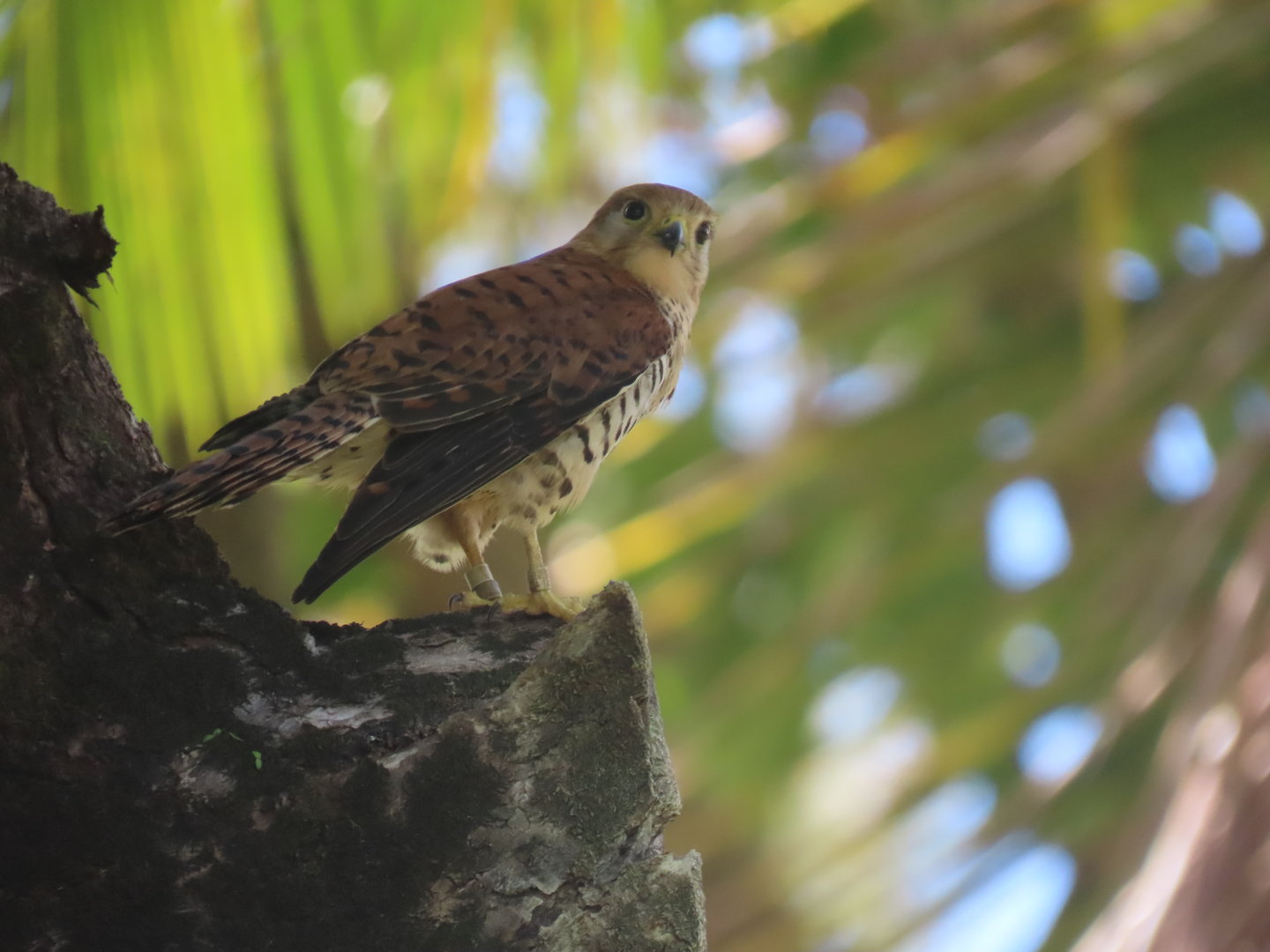 mauritius kestrel nov 2022 vallée de Ferney
