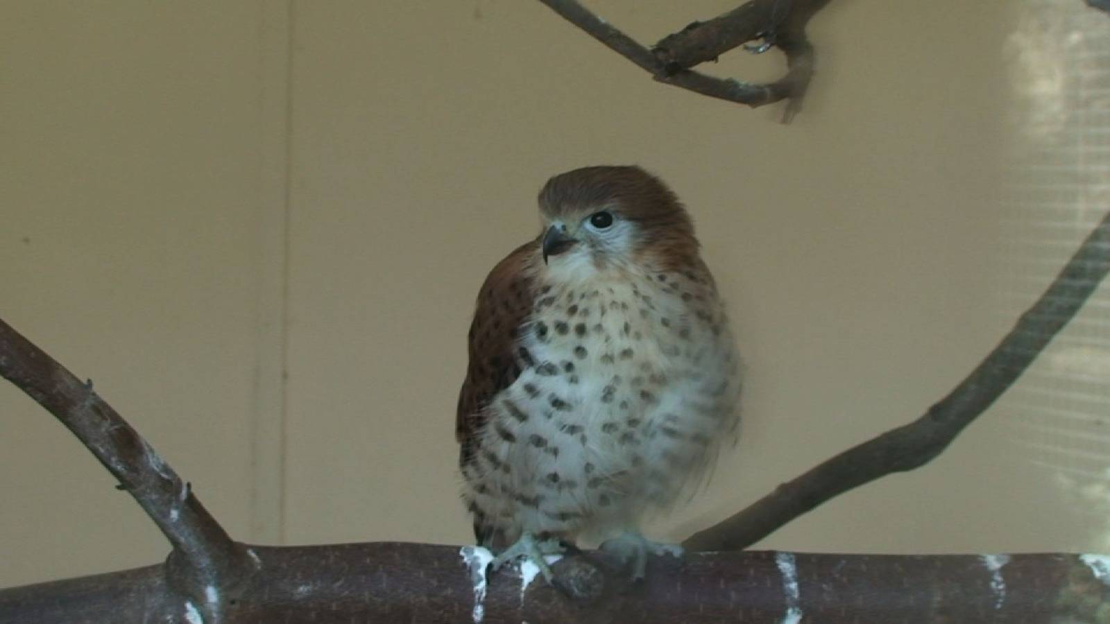 Mauritius Kestrel