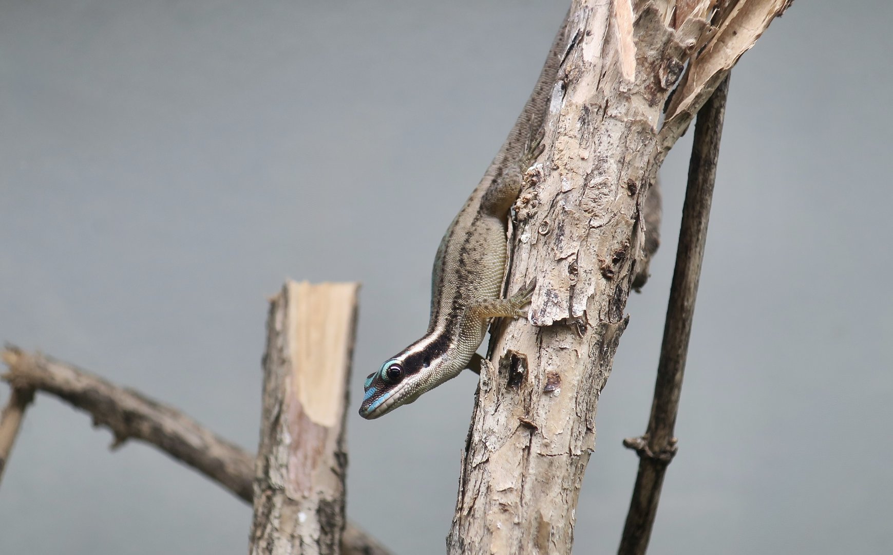 Mauritius Ornate Day Gecko (Phelsuma ornata) - The Gecko Gallery NYC