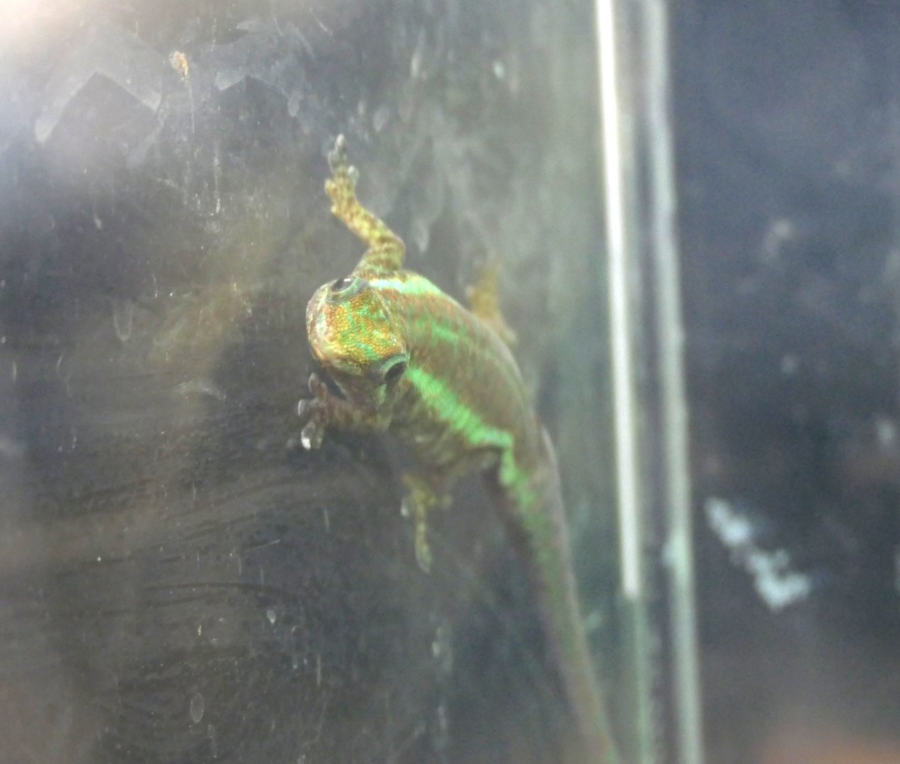 Mauritius Ornate Day Gecko (Phelsuma ornata)