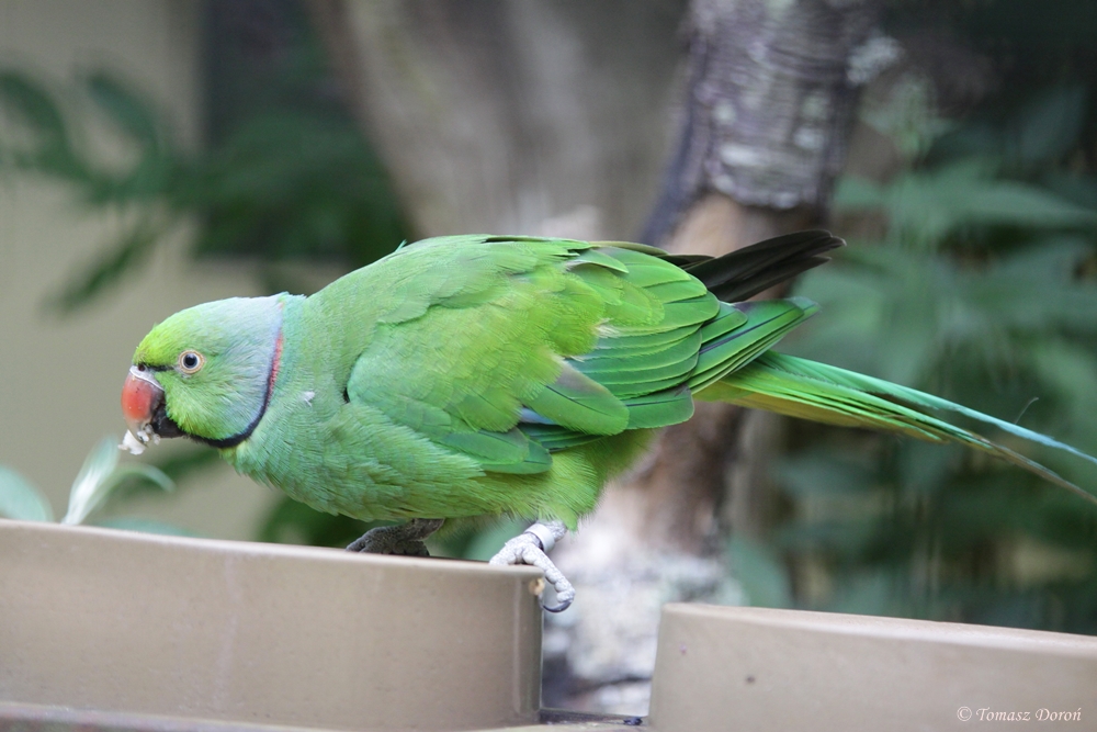 Mauritius Parakeet (Psittacula echo) - the only living bird outside Mauriti