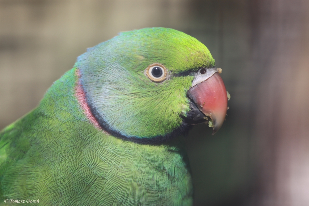 Mauritius Parakeet (Psittacula echo)