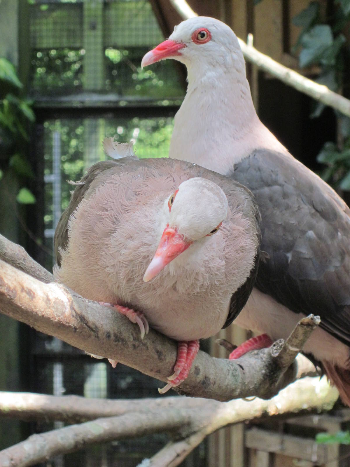 Mauritius Pink Pigeon