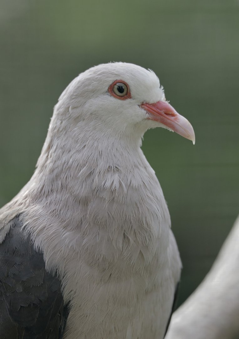 Mauritius pink pigeon