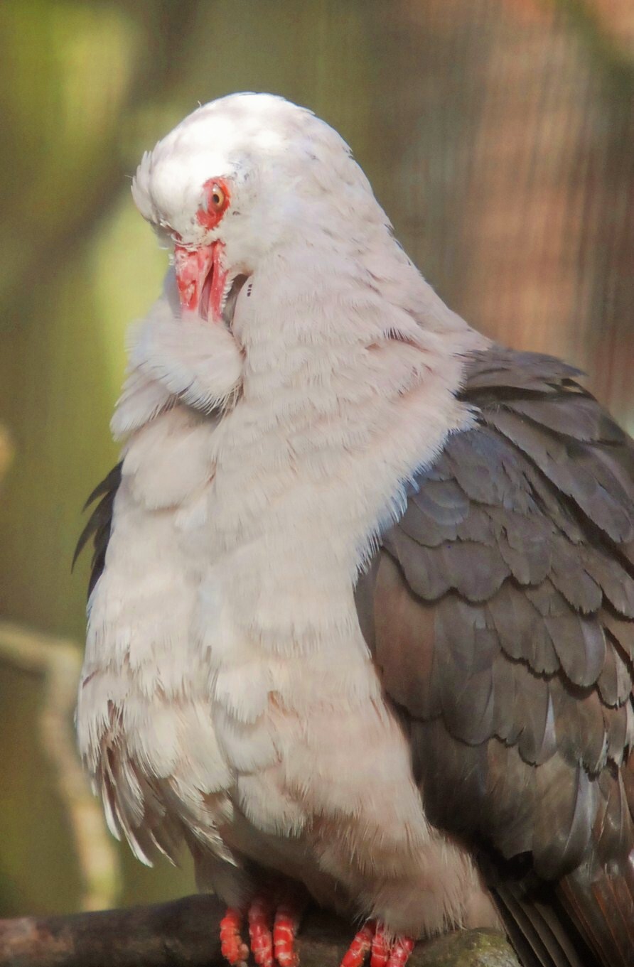 Mauritius Pink Pigeon
