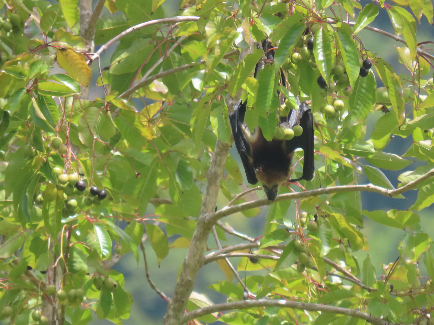 mauritus flying fox